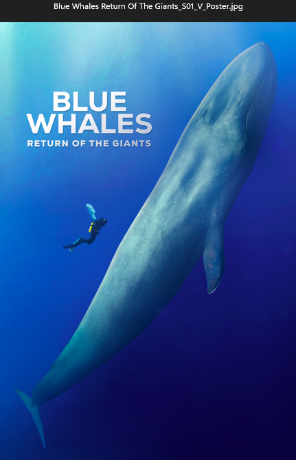 Blue Whales: Return Of The Giants